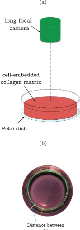 Figure 2.3: (a) Schematic diagram of long focal microscope to measure collagen geldiameter in Petri dishes