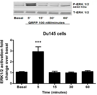 Figure 5.5 The effect of QRFP on (ERK 1/2) MAPK expression in DU145 cells 
