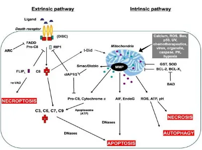 Figure 1.3 The extrinsic and intrinsic pathways of apoptosis: Death receptor pathway (left) is initiated by the ligation of the ligands to their respective surface receptors (Indran et al., 2011)