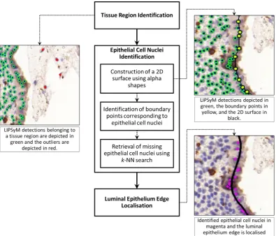 Figure 4.7: Workﬂow of the proposed luminal epithelium localisation method andthe intermediate results of each step.