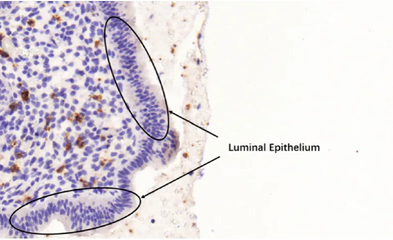 Figure 4.5: A sample image of luminal epithelium.