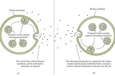 Figure 2.2: (a) Exocytosis process and (b) endocytosis process. Adapted from [30]. 
