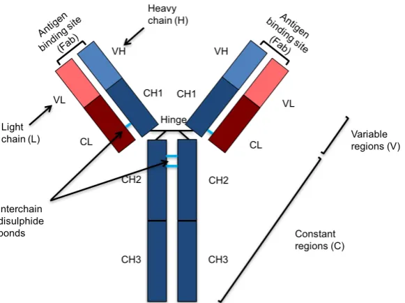Figure 1.1:Schematic representation of an antibody, showing the heavy and lightpolypeptide chains which make up the characteristic ‘Y’ shape as well as the interchaindisulphide bond structure