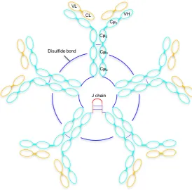 Figure 1.2: Simple schematic representation of a pentameric IgM molecule (ﬁve monomericIgM molecules) showing the heavy and light polypeptide chains