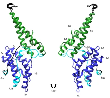 Figure 1.5: Ribbon diagram showing the structure of MSPDBL2. Helices are labelledh1-h9 and regions corresponding to subdomains 1-3 are coloured cyan, blue and green,respectively