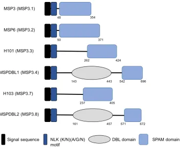 Figure 3.1:Structure of the MPS3 family of merozoite surface proteins.Schematic shows the structural characteristics of MSP3 family of proteins