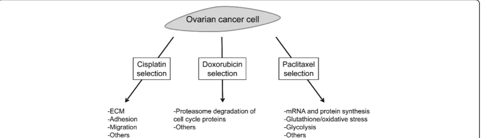 Figure 5 Model for the development of various resistance phenotypes in ovarian cancer