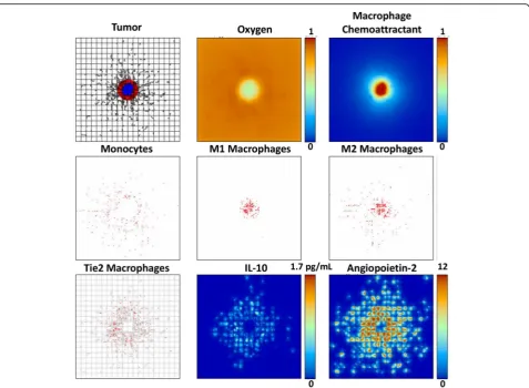 Fig. 1 Tumor growth by 13 days with TEM and M1 and M2 macrophage subtypes present. Top left: Tumor with proliferating regions in red andquiescent in blue