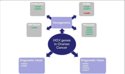 Figure 1 Role of HOX genes in ovarian cancer. A summary of the possible involvement of HOX genes in the cell biology of ovarian cancerand their potential use as clinical markers for the disease