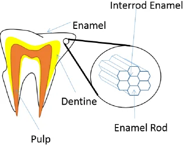 Figure 1 Showing model structure of tooth and rod structure. White shows enamel, yellow shows dentine and red shows pulp and nerve tissue 