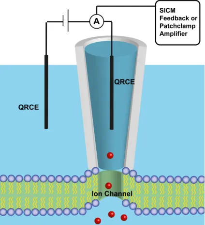Figure  1.5.  Schematic  of  combined  patch  clamp  and  SICM  measurements. 