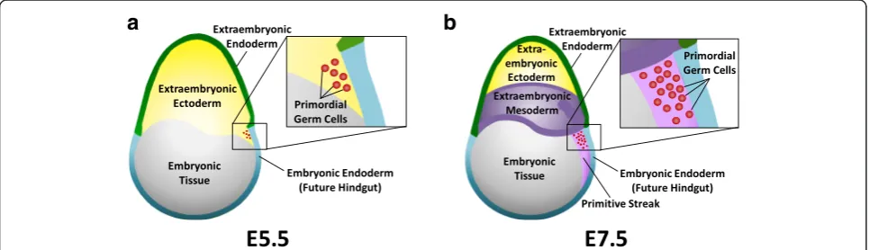 Fig. 1 Embryonic tissues in early development.near the embryonic endoderm ( a First appearance of six primordial germ cells (red) in the posterior extraembryonic ectoderm (yellow)blue) of a mouse embryo (gray) on embryonic day 5.5 (E5.5)