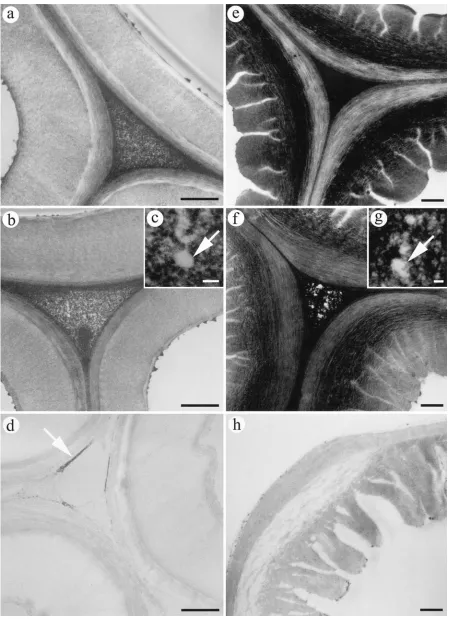 Fig. 2. Transmission electron micrographs of transverse sections fromnormal wood (a–d) and compression wood (e–h) stained with KMnOfrom samples collected after various reaction times
