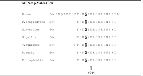 Table 3 Multi-species sequence alignment showing the evolutionarily conserved residues of p.V244 in MFN2