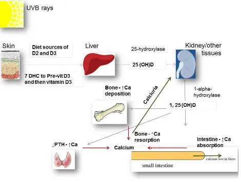 Figure 2-2:  Overview of vitamin D and calcium metabolism  
