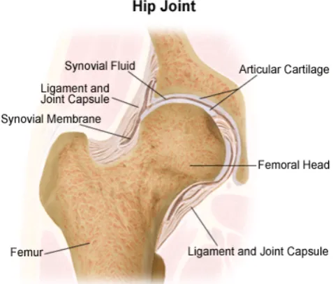 Figure 2.2. Synovial membrane and synovial fluid position [1] 