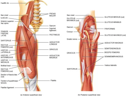 Figure 2.3. Muscles and sciatic nerve [1] 