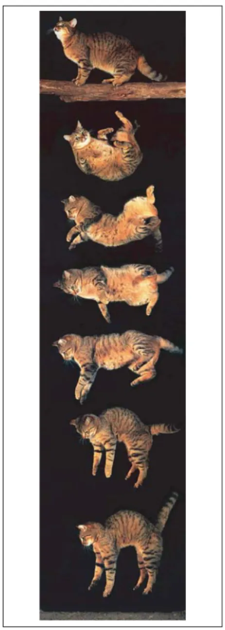 Figure 1. Snapshots of a cat falling paws up  and landing on them. Such films were first  recorded at the end of the XIX century by the  French anatomist and physiologist  Etienne-Jules Marey, who developed a  shutter  camera for this purpose