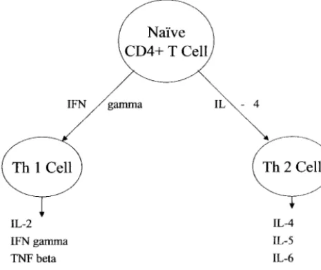 Fig 1. T helper cell differentiation.