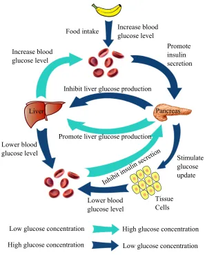 Figure 3.1: Simple illustration of the glucose - insulin feedback system.