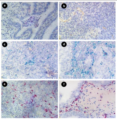 Fig. 3 Expression of macrophage marker CD11b (red) in combination with FOLR2 (green) in normal fallopian tube (Fig