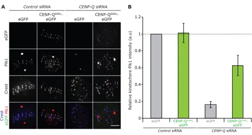 Fig. 5. CENP-QS50A–eGFP rescues kinetochore recruitment of Plk1. (A) Immunofluorescence microscopy images (z-slice) of a CENP-QS50A–eGFPsiRNA rescue experiment in HeLa K cells
