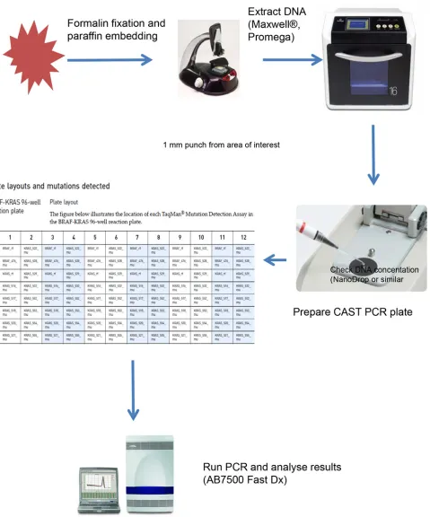 Figure 2. Sample flow for CAST PCR using automated extraction to allow results to be generated in <24 hours.