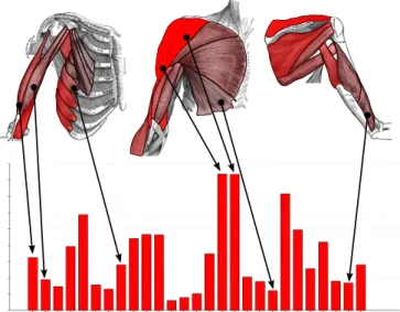 Figure 2. Muscle views (top row) show the activation patterns of muscles.