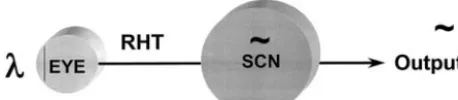 Fig 2. The human SCN. Reproduced withpermission from Moore.14