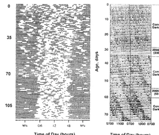 Fig 6. Rest-activity patterns of a new-born human (A) and a baboon (B) in-fant (right)