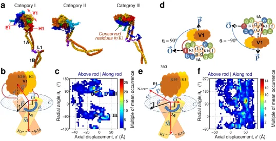 Fig 2. Positioning of the head domain. (A) Three exemplar positional preferences of the head domain