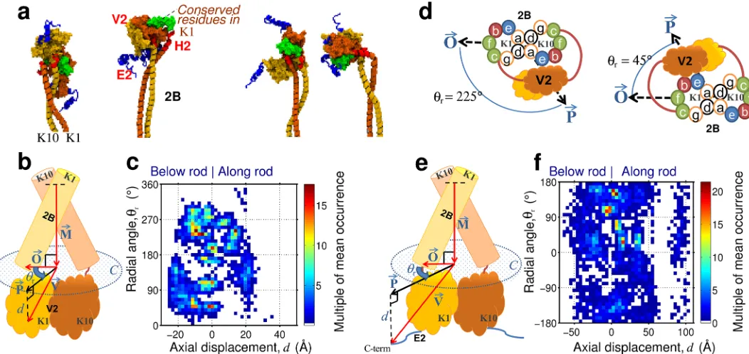 Fig 3. Positioning of the tail domain. (A) Exemplar positional preferences of the tail domain