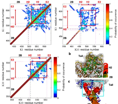 Fig 6. Tail domain structure. (A) Combined contact plots for part of the rod domain and tail domain showing for the probability of the Cα atoms of a pair ofresidues being separated by less than 12 Å