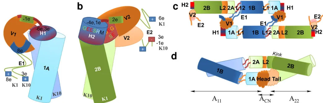 Fig 7. Proposed structural models. (A and B) Models of the head (A) and tail (B) domains with annotations indicating the local electrostatic polarity