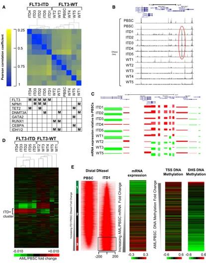 Figure 3. FLT3-ITD+ AML Has a Characteristic Chromatin Signature