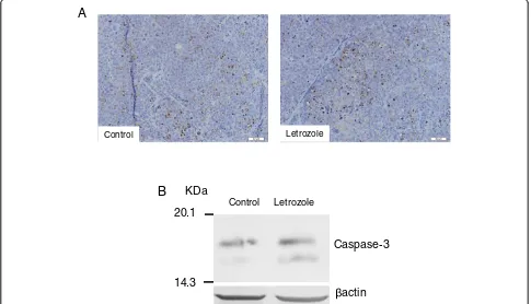 Figure 5 Apoptotic cells identified with caspase-3 antibody and expression of caspase-3