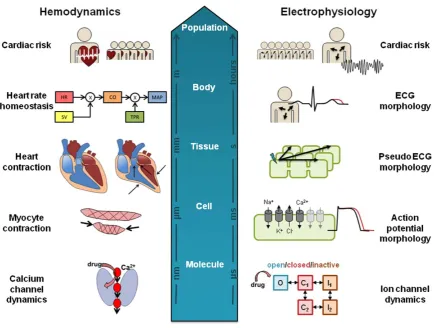 Figure 2 Spatial and temporal scales at which cardiovascular systems models operate. At each level, different assumptions and varia-bilities need to be addressed, to meet the ultimate goal of predicting cardiovascular liabilities in patient populations.