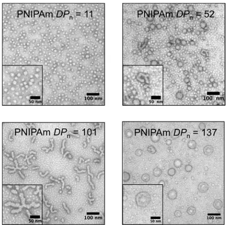Fig. 4Transmission electron microscopy of the unpurilinked polymer aggregates showing the progression of nanoparticlemorphology as the poly(ﬁed cross-N-isopropylacrylamide) degree of polymeri-zation (PNIPAm DPn) increased (2% uranyl acetate aqueous solutionnegative stain).