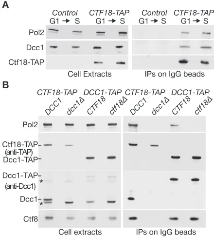 Figure 1. Ctf18 and Ctf8-Dcc1 are required for budding yeast Ctf18-RFCcell cycle by addition of mating pheromone, before release into S phase for30 min