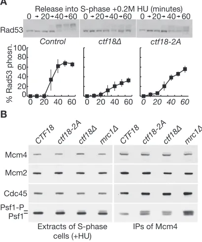 Figure 5. Disruption of the Polactivation of the S-phase checkpoint, downstream of Mec1