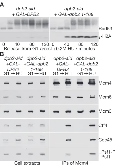 Figure 6. Incorporation of DNA polymerase epsilon into the replisome isrequired for activation of the S-phase checkpoint, downstream of Mec1.