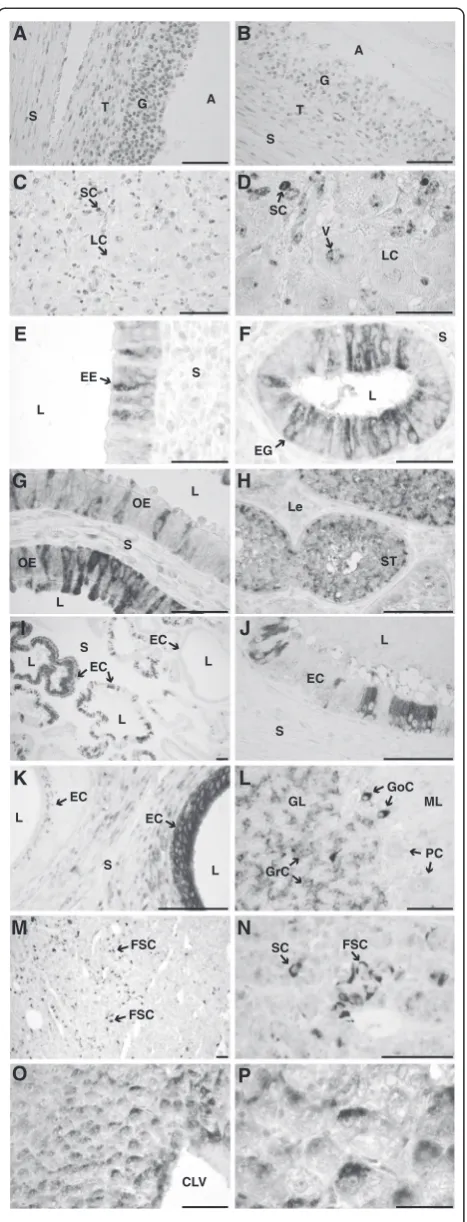 Figure 5 Immunohistochemical localization of LAPTM4B in bovineLCLpresented in J.lumen.granular cells,corpus luteum section presented in C;0.05 mm.Oviductal epithelial cells,Seminiferous tubule,FSCfollowing hCG-injection.tissues