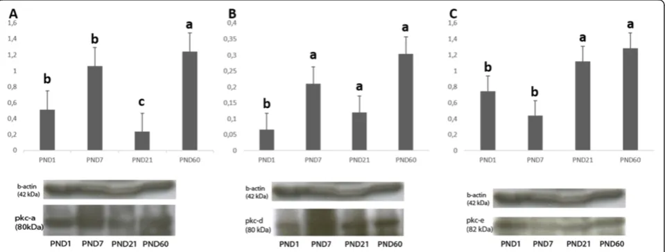 Figure 6 H-Score evaluations of PKCε stainings in postnatal mouse ovaries in terms of follicular cells (A) and follicular stages (B).Different letters mark statistical significance (p < 0.05)