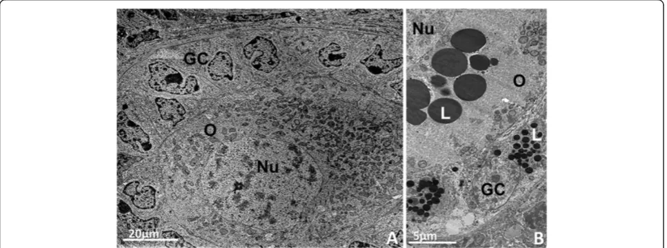 Figure 2 Primary follicles. A: Bovine primary follicle showing the oocyte with organelles homogeneally distributed throughout the cytoplasmsurrounded by cuboidal granulosa cells