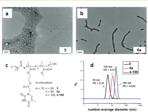 Fig. 2(a) and (b) Representative TEM images of self-assemblies pre-pared by RAFT dispersion polymerization in chloroform for a targetcopolymer PMMA70-b-PTMAn, their corresponding chemical structures(c) and DLS particle size distributions (d) with increasin