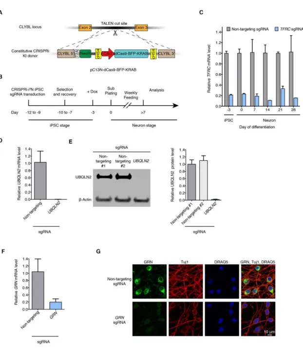 Fig. 2.1. Durable gene knockdown by CRISPR interference in human iPSC-derived  neurons 