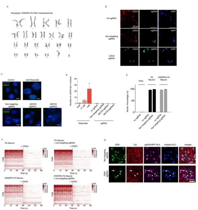 Figure 2.2. Normal karyotype, neuronal differentiation and activity and CRISPRi  activity of the CRISPRi- i3N iPSC monoclonal line 