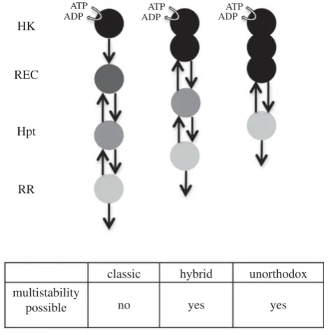 Figure 1. Cartoon representation of phosphorelays embedding the differenttypes of biologically observed HKs and their ability to attain multistability.Multistability was first assessed using the chemical reaction network toolboxv