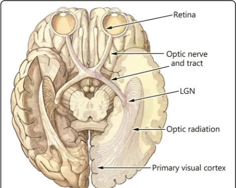 Fig. 1 A ventral view of the human brain showing the early visualpathway. Normally, light enters the system through the optics of theeyes, and is focused on the retina where photons are converted toneural activity