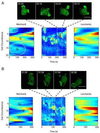 Figure 6. Comparison of the reduced Meinhardt and Levchenko models in simulating actin localization of unstimulated cells: two imageinterest, highlighted by roman numerals, illustrate the ability of each model to capture biological phenomena